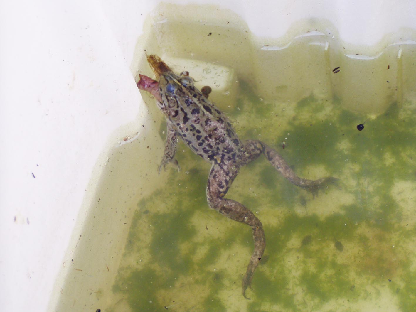 Strana morte per una rana